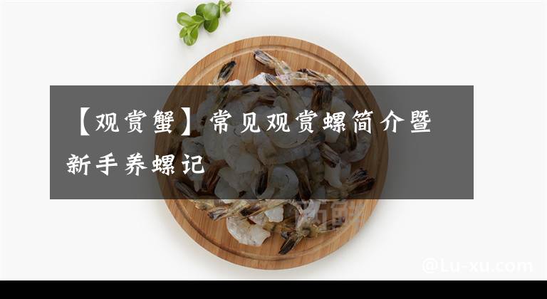 【观赏蟹】常见观赏螺简介暨新手养螺记