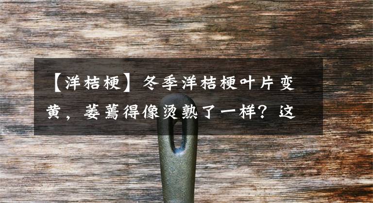【洋桔梗】冬季洋桔梗叶片变黄，萎蔫得像烫熟了一样？这些管理要点要注意