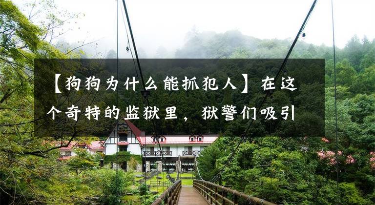 【狗狗为什么能抓犯人】在这个奇特的监狱里，狱警们吸引了一群猎犬来管理犯人，这是出乎意料的。