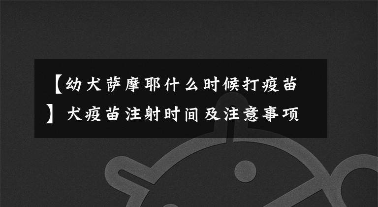 【幼犬萨摩耶什么时候打疫苗】犬疫苗注射时间及注意事项