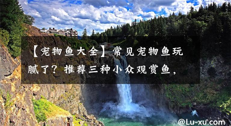【宠物鱼大全】常见宠物鱼玩腻了？推荐三种小众观赏鱼，让你的鱼缸制霸朋友圈