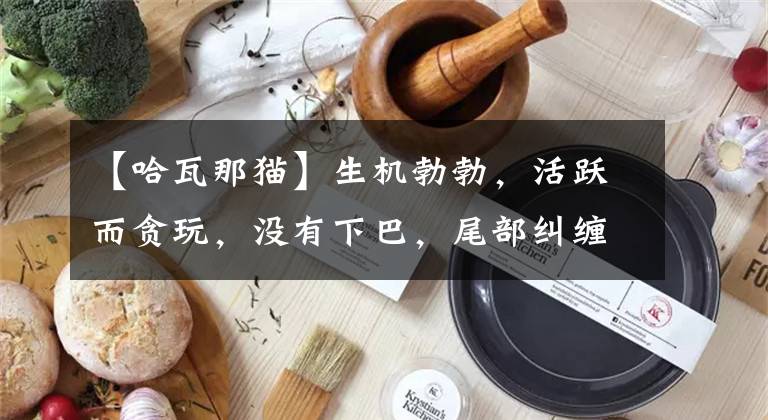 【哈瓦那猫】生机勃勃，活跃而贪玩，没有下巴，尾部纠缠的哈瓦那棕猫