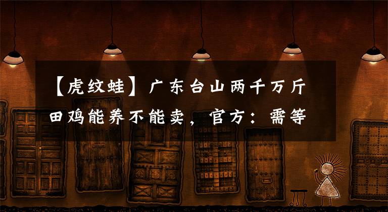 【虎纹蛙】广东台山两千万斤田鸡能养不能卖，官方：需等待新名录出台