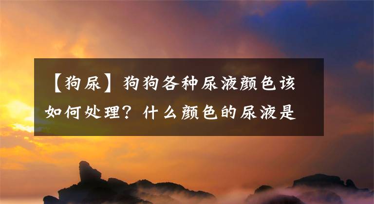 【狗尿】狗狗各种尿液颜色该如何处理？什么颜色的尿液是代表狗狗健康的？