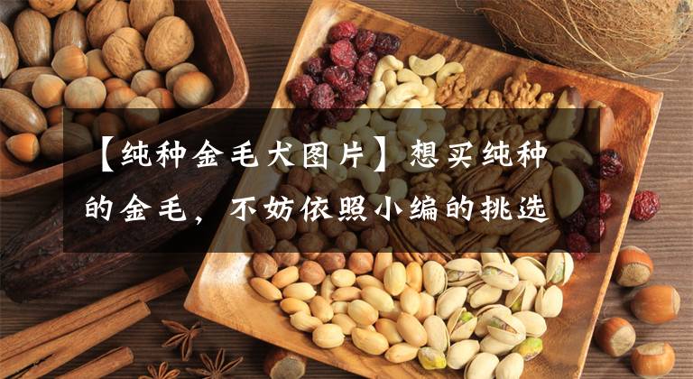 【纯种金毛犬图片】想买纯种的金毛，不妨依照小编的挑选标准来，起码不会被商贩坑
