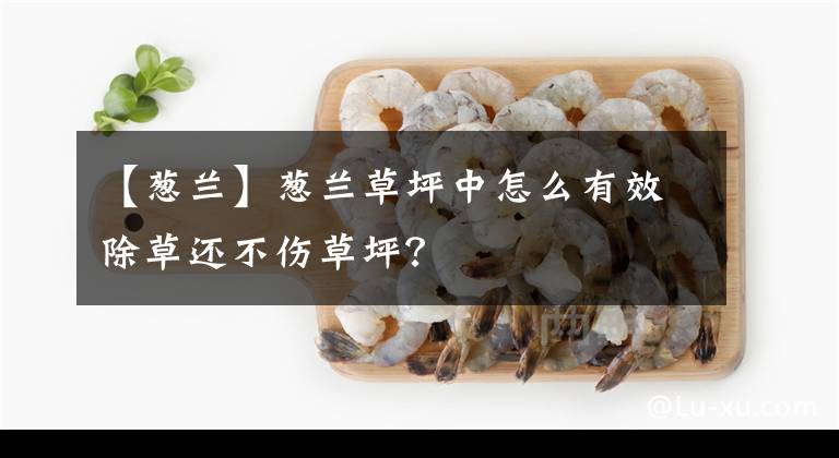 【葱兰】葱兰草坪中怎么有效除草还不伤草坪？