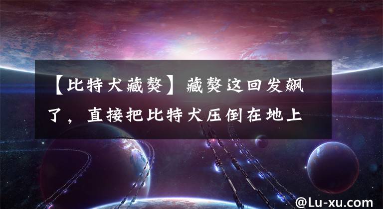 【比特犬藏獒】藏獒这回发飙了，直接把比特犬压倒在地上，死死地咬住对方脖子！