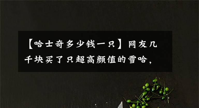 【哈士奇多少钱一只】网友几千块买了只超高颜值的雪哈，可没想到几个月后，狗子全变了