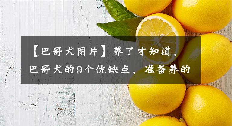 【巴哥犬图片】养了才知道，巴哥犬的9个优缺点，准备养的值得一看