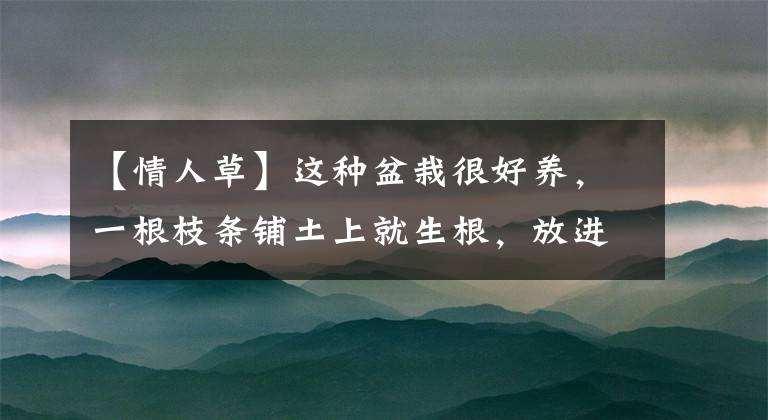 【情人草】这种盆栽很好养，一根枝条铺土上就生根，放进卫生间养就爆盆