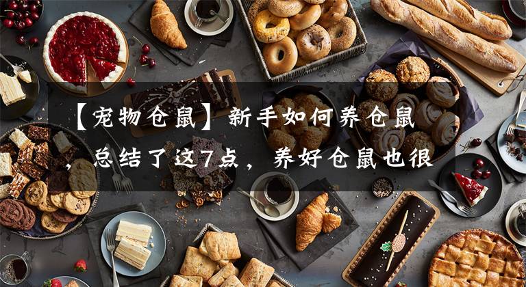 【宠物仓鼠】新手如何养仓鼠，总结了这7点，养好仓鼠也很简单