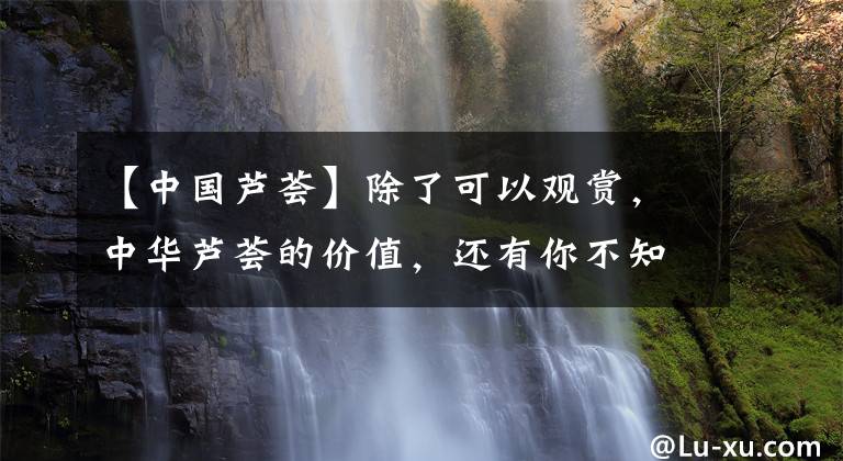【中国芦荟】除了可以观赏，中华芦荟的价值，还有你不知道的地方
