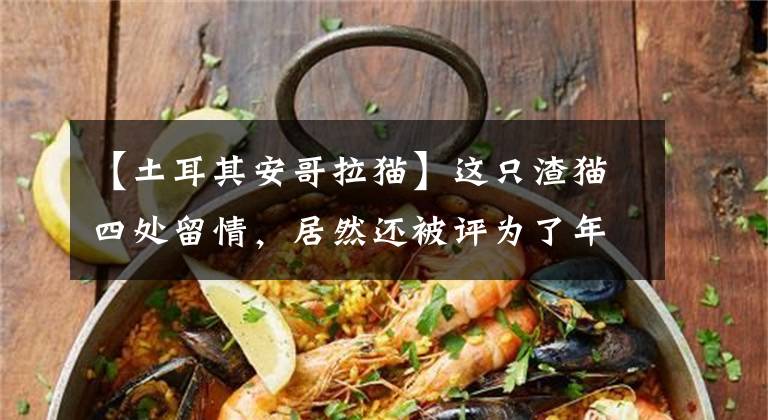 【土耳其安哥拉猫】这只渣猫四处留情，居然还被评为了年度人物……