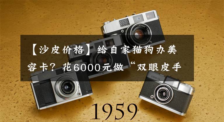 【沙皮价格】给自家猫狗办美容卡？花6000元做“双眼皮手术”？杭城宠物医生说出真相……