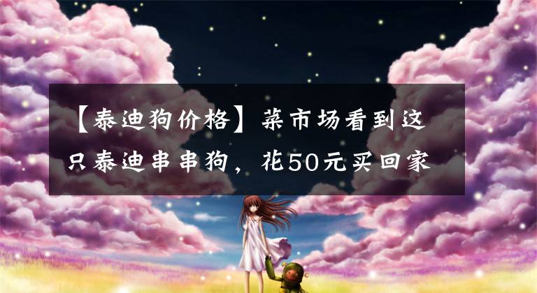 【泰迪狗价格】菜市场看到这只泰迪串串狗，花50元买回家，去发现太值了！