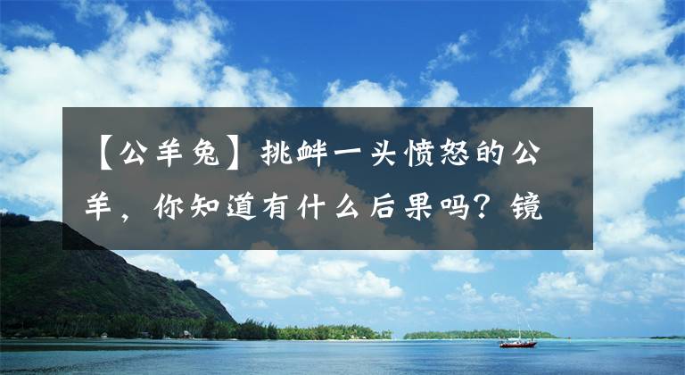 【公羊兔】挑衅一头愤怒的公羊，你知道有什么后果吗？镜头记录下搞笑过程