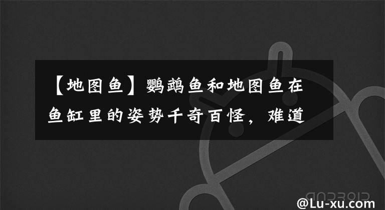 【地图鱼】鹦鹉鱼和地图鱼在鱼缸里的姿势千奇百怪，难道都是失漂啦？