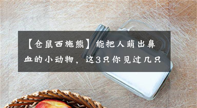 【仓鼠西施熊】能把人萌出鼻血的小动物，这3只你见过几只？