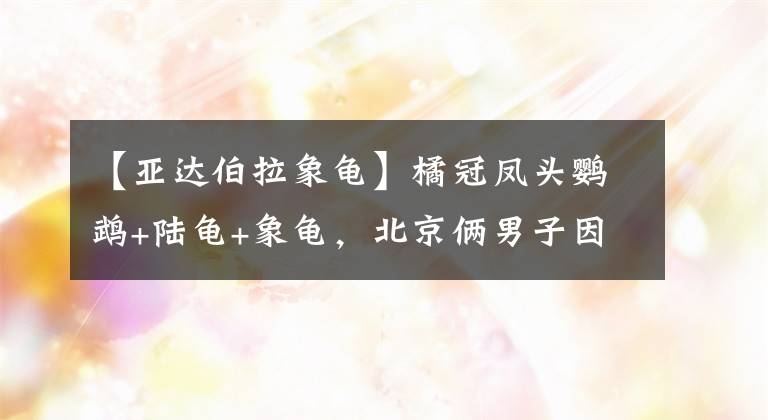【亚达伯拉象龟】橘冠凤头鹦鹉+陆龟+象龟，北京俩男子因非法养殖买卖珍惜动物被刑拘