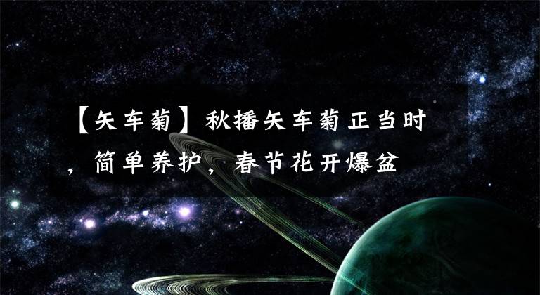 【矢车菊】秋播矢车菊正当时，简单养护，春节花开爆盆
