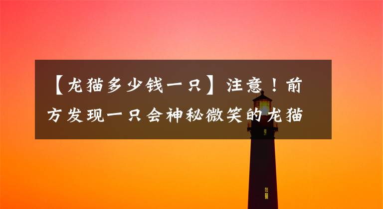 【龙猫多少钱一只】注意！前方发现一只会神秘微笑的龙猫！