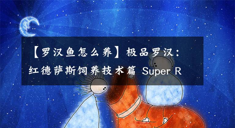 【罗汉鱼怎么养】极品罗汉：红德萨斯饲养技术篇 Super Red Texas