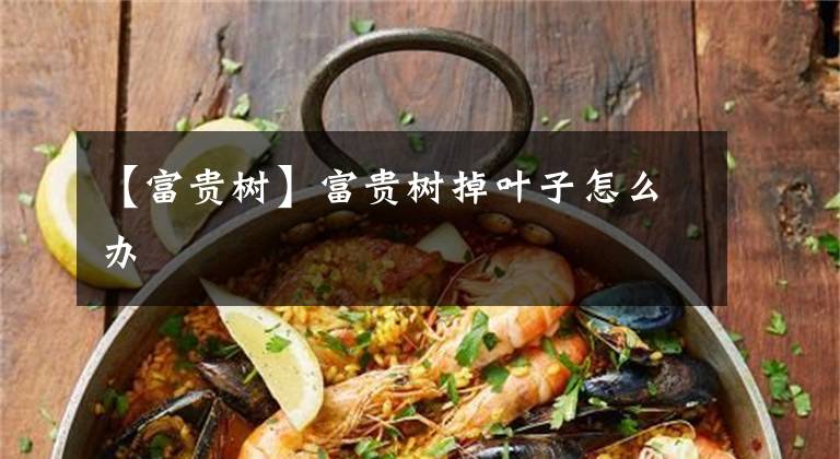 【富贵树】富贵树掉叶子怎么办