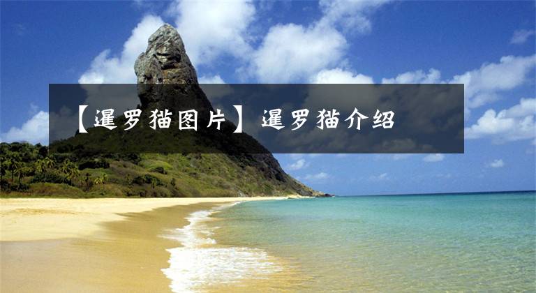 【暹罗猫图片】暹罗猫介绍