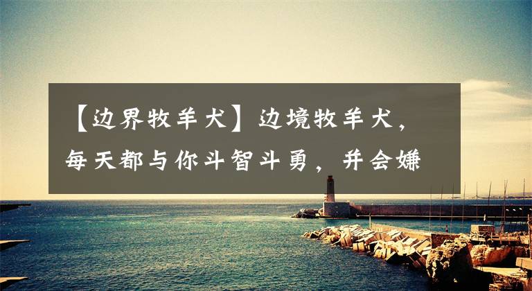 【边界牧羊犬】边境牧羊犬，每天都与你斗智斗勇，并会嫌你笨