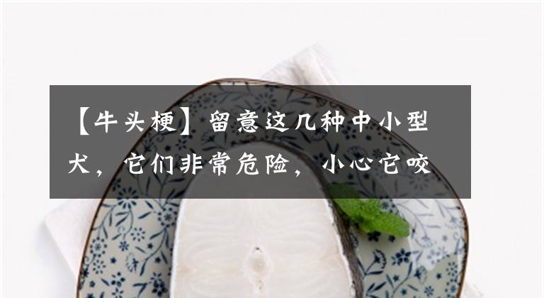【牛头梗】留意这几种中小型犬，它们非常危险，小心它咬你