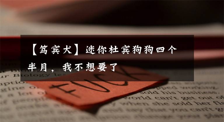 【笃宾犬】迷你杜宾狗狗四个半月，我不想要了