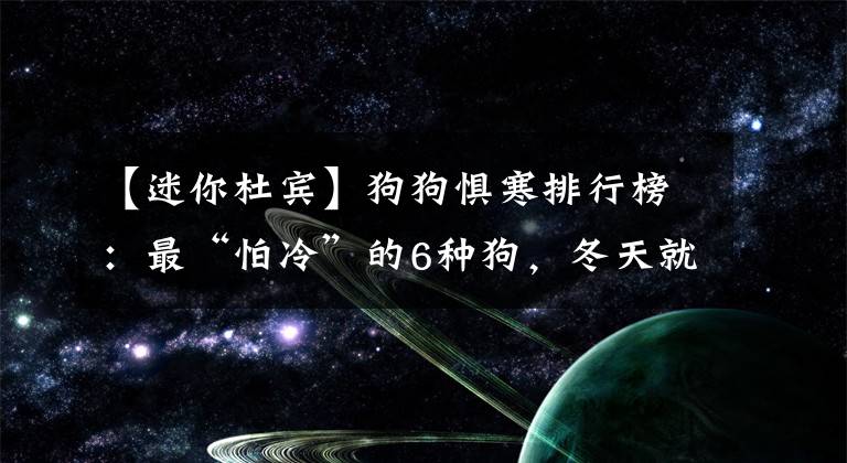 【迷你杜宾】狗狗惧寒排行榜：最“怕冷”的6种狗，冬天就像它们的“地狱”