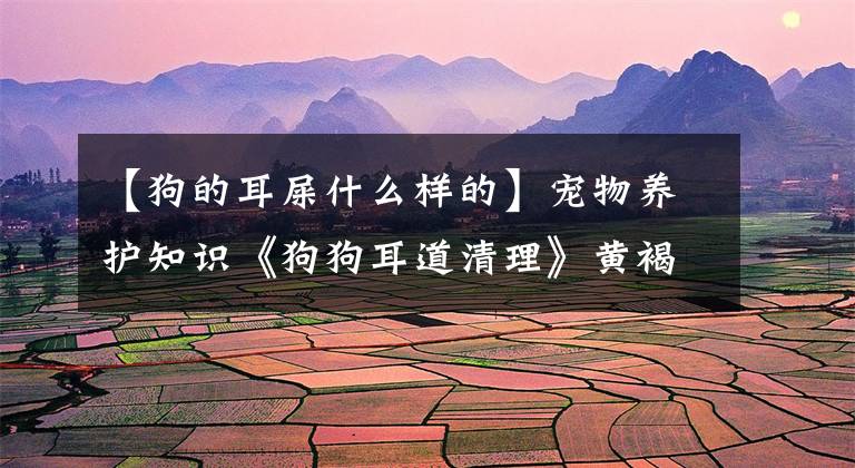 【狗的耳屎什么样的】宠物养护知识《狗狗耳道清理》黄褐色耳垢表示有炎症或寄生虫