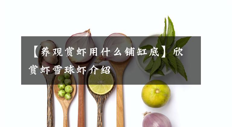 【养观赏虾用什么铺缸底】欣赏虾雪球虾介绍