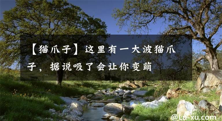 【猫爪子】这里有一大波猫爪子，据说吸了会让你变萌