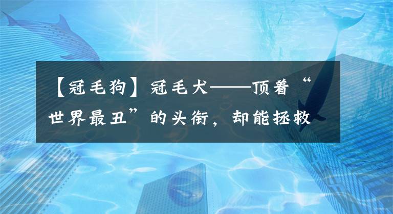 【冠毛狗】冠毛犬——顶着“世界最丑”的头衔，却能拯救整个欧洲？