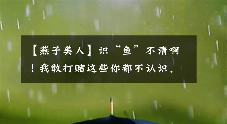 【燕子美人】识“鱼”不清啊！我敢打赌这些你都不认识，顶多是个荣耀黄金