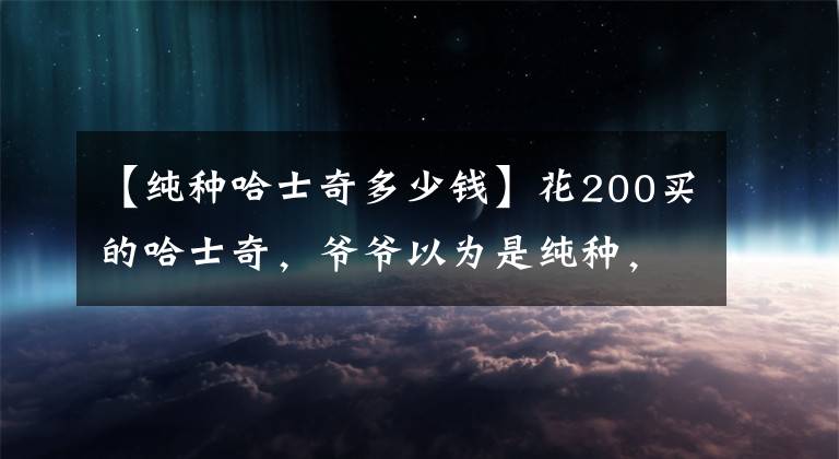 【纯种哈士奇多少钱】花200买的哈士奇，爷爷以为是纯种，孙子看后：这是啥，哈士基？