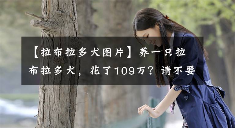 【拉布拉多犬图片】养一只拉布拉多犬，花了109万？请不要怀疑人生，这是真的