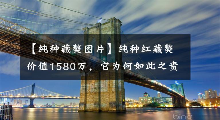 【纯种藏獒图片】纯种红藏獒价值1580万，它为何如此之贵？原因是啥？