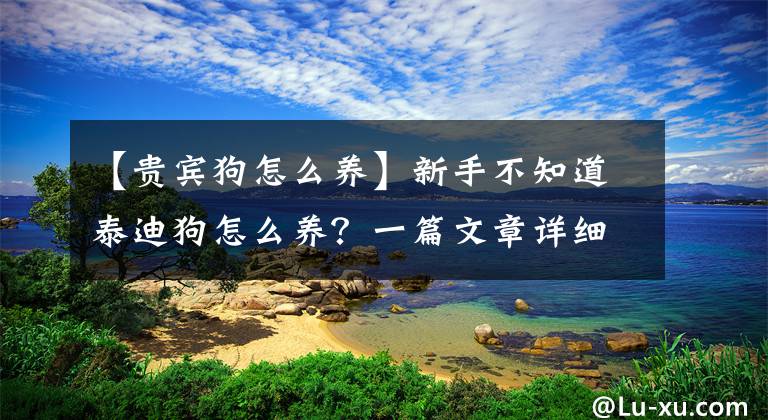 【贵宾狗怎么养】新手不知道泰迪狗怎么养？一篇文章详细介绍给你