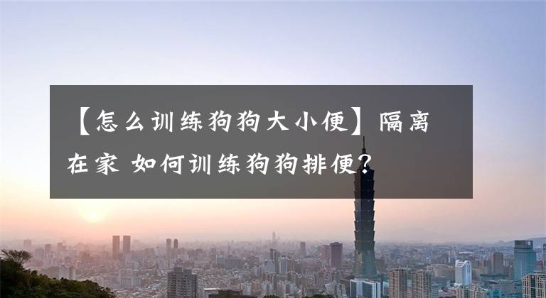 【怎么训练狗狗大小便】隔离在家 如何训练狗狗排便？