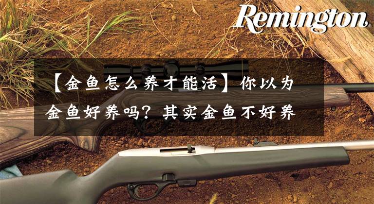 【金鱼怎么养才能活】你以为金鱼好养吗？其实金鱼不好养，关键的这四点你要知道
