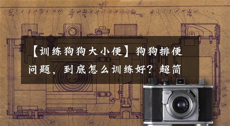 【训练狗狗大小便】狗狗排便问题，到底怎么训练好？超简单详细的方法在这里