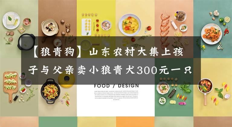 【狼青狗】山东农村大集上孩子与父亲卖小狼青犬300元一只、山东猎犬1000元