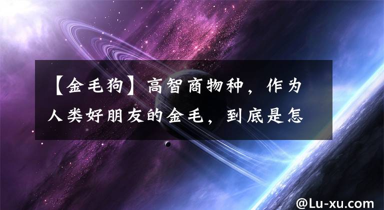 【金毛狗】高智商物种，作为人类好朋友的金毛，到底是怎么演化而来的？