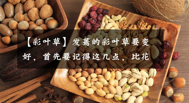 【彩叶草】发蔫的彩叶草要变好，首先要记得这几点，比花还美