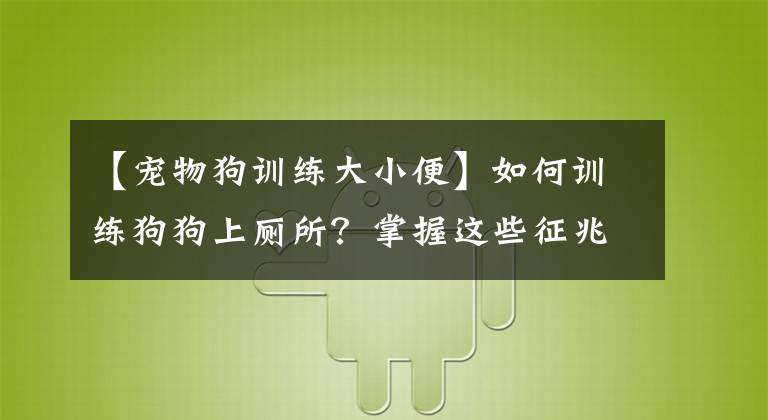【宠物狗训练大小便】如何训练狗狗上厕所？掌握这些征兆&时间点就能成功