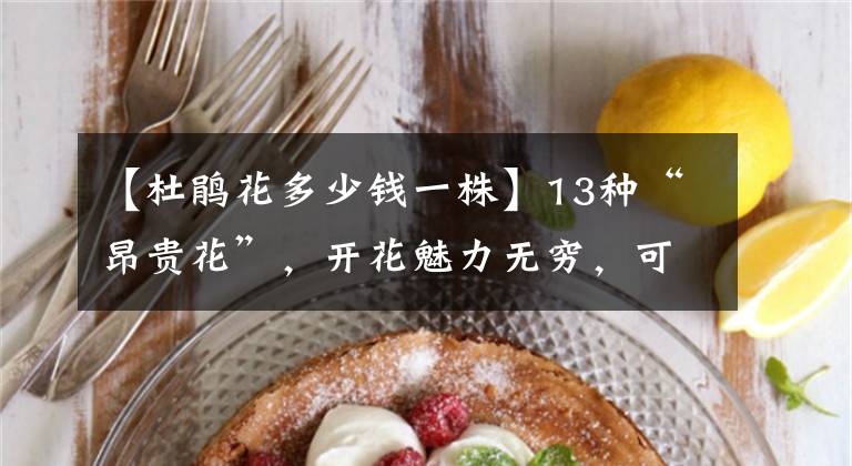 【杜鹃花多少钱一株】13种“昂贵花”，开花魅力无穷，可价格太高，养得起的人非富即贵