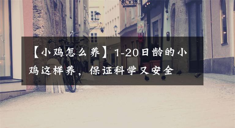 【小鸡怎么养】1-20日龄的小鸡这样养，保证科学又安全